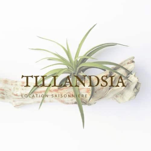 Bungalow Tillandsia Le Tampon Exterior photo